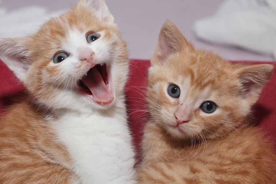 Will Two Kittens Bond With Me? Kitty Devotees