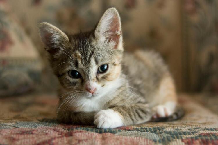 How Long After Kittens Are Born Can You Give Them Away? Kitty Devotees