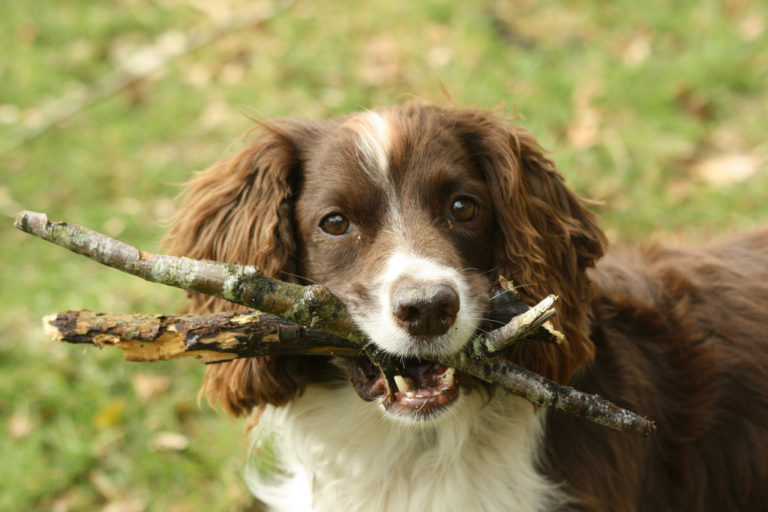 Why do dogs chew sticks? The Kitty Expert