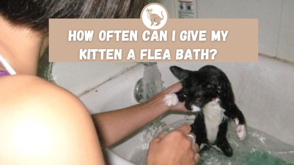 How Often Can I Give My Kitten a Flea Bath The Kitty Expert