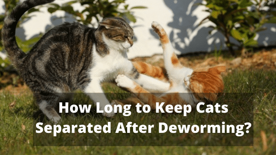 How Long to Keep Cats Separated After Deworming? The Kitty Expert