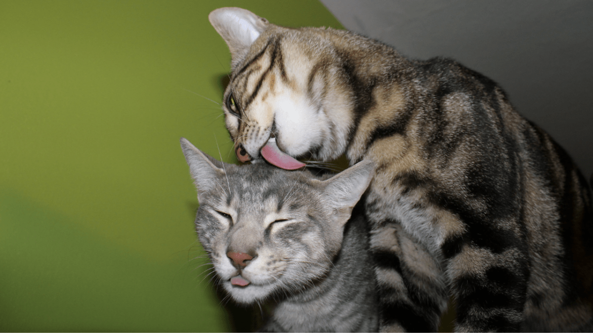 Why Do Cats Lick You When You Pet Them? The Kitty Expert