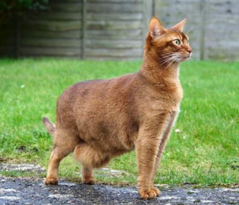 When do Cats Develop Primordial Pouch The Kitty Expert