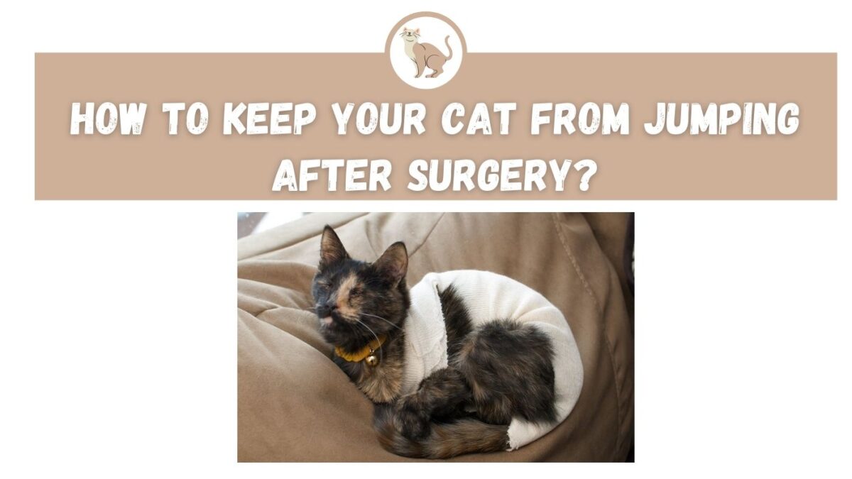 How to Keep your Cat from Jumping After Surgery? The Kitty Expert