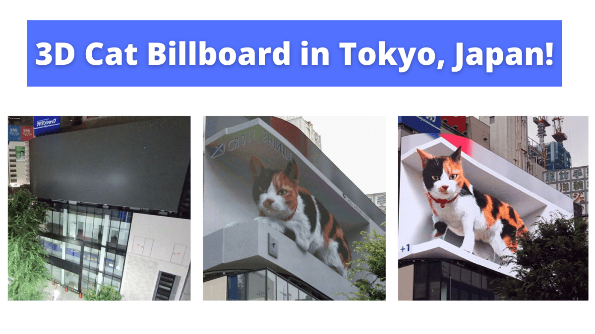 3D Cat Billboard in Tokyo, Japan! The Kitty Expert