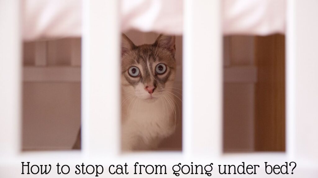 How to Stop a Cat From Going Under the Bed The Kitty Expert