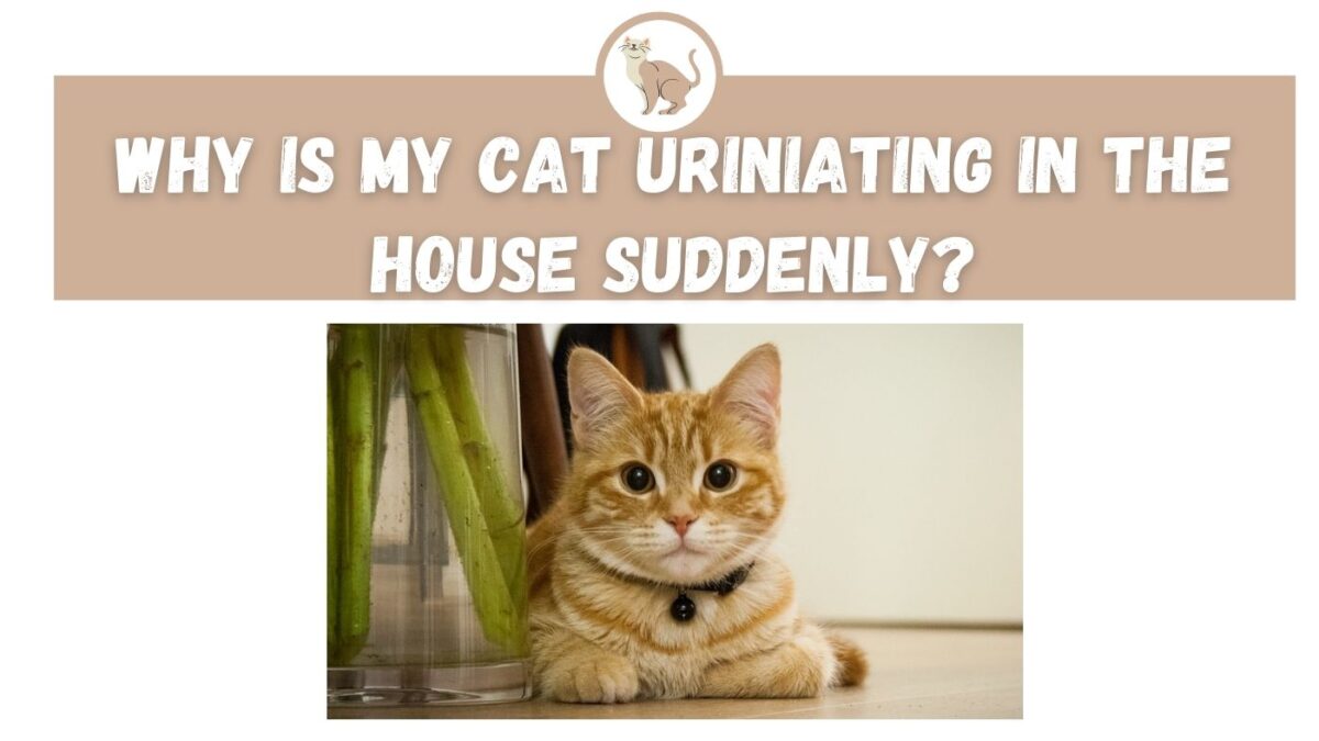 Why is my Cat Urinating in the House Suddenly? The Kitty Expert