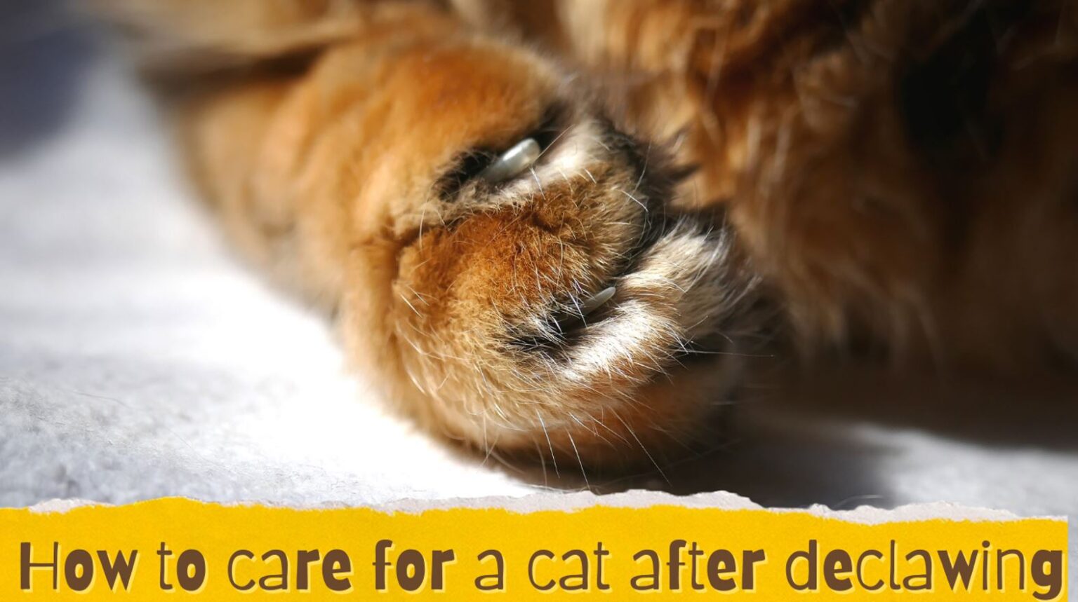 How To Care for a Cat After Declawing The Kitty Expert