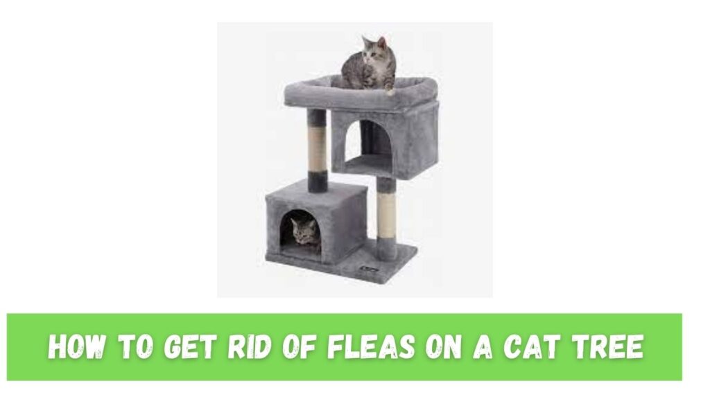 How To Get Rid Of Fleas on A Cat Tree The Kitty Expert