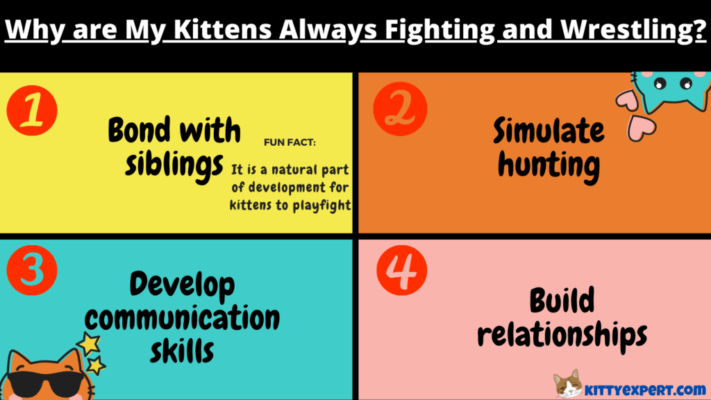 Why are My Kittens Always Fighting and Wrestling? The Kitty Expert