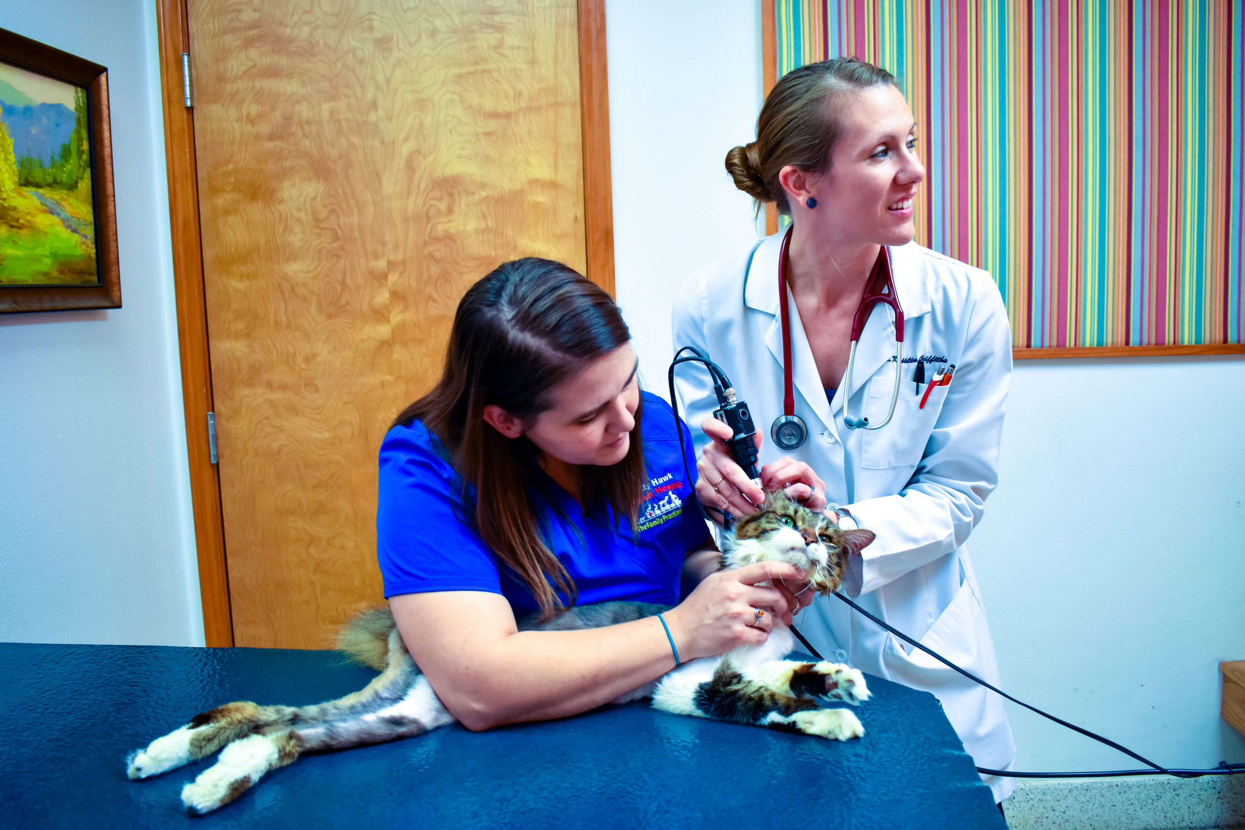 Take a Tour (Gallery) Kitty Hawk Animal Hospital