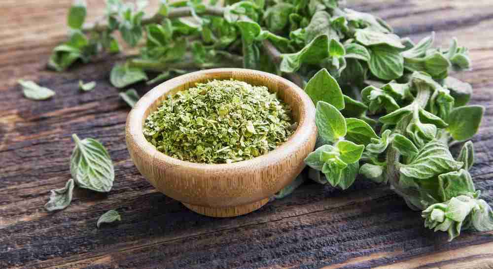 Is Oregano Safe For Cats To Eat?