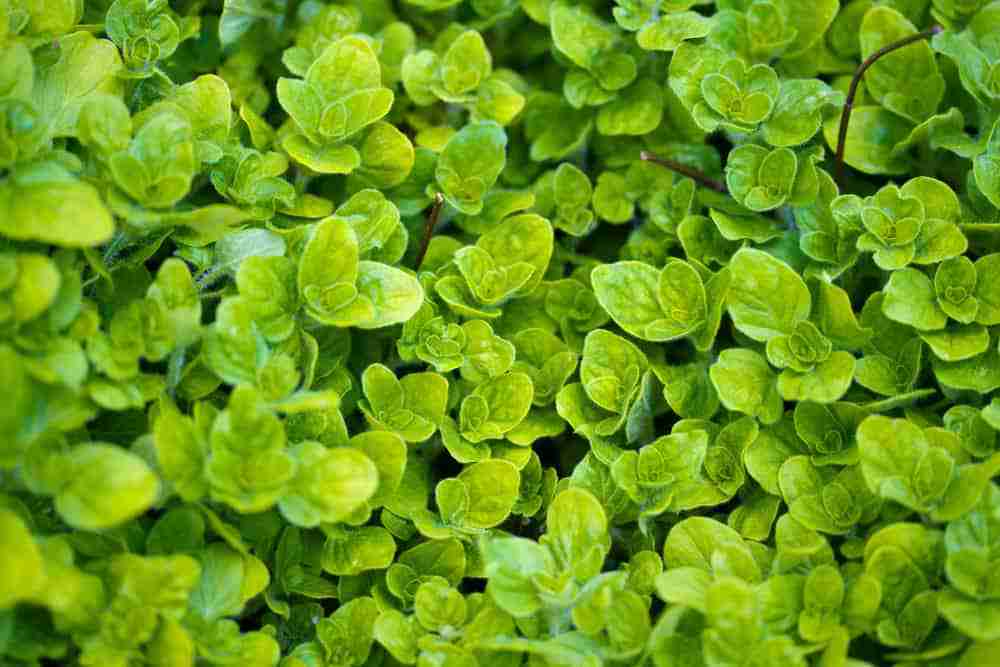 Is Oregano Safe For Cats To Eat?