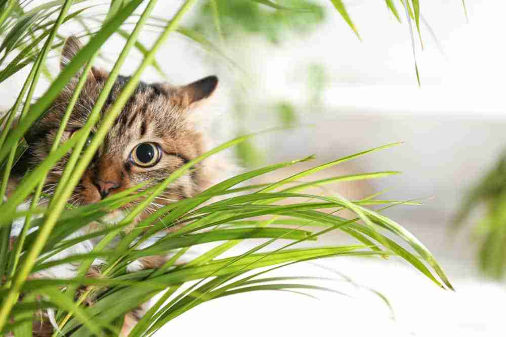 What Can I Spray On My Plants To Keep Cats Away?