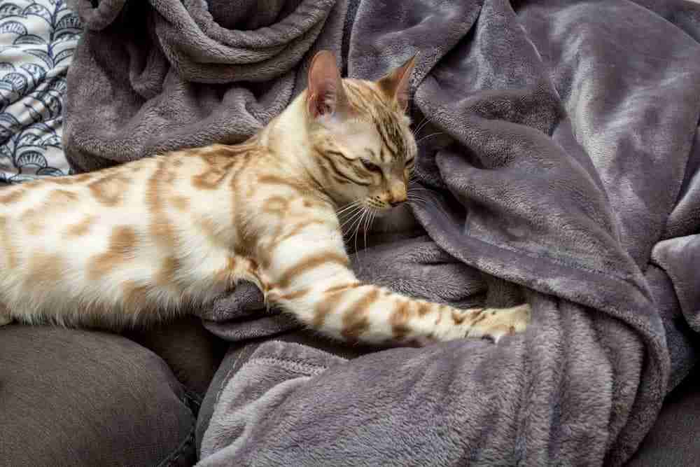 Snow Bengal Cat Breed Guide