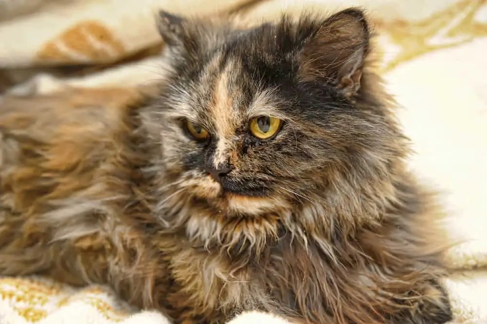 6 Long Hair Tortoiseshell Cat Breeds Rare Tortie Cats!