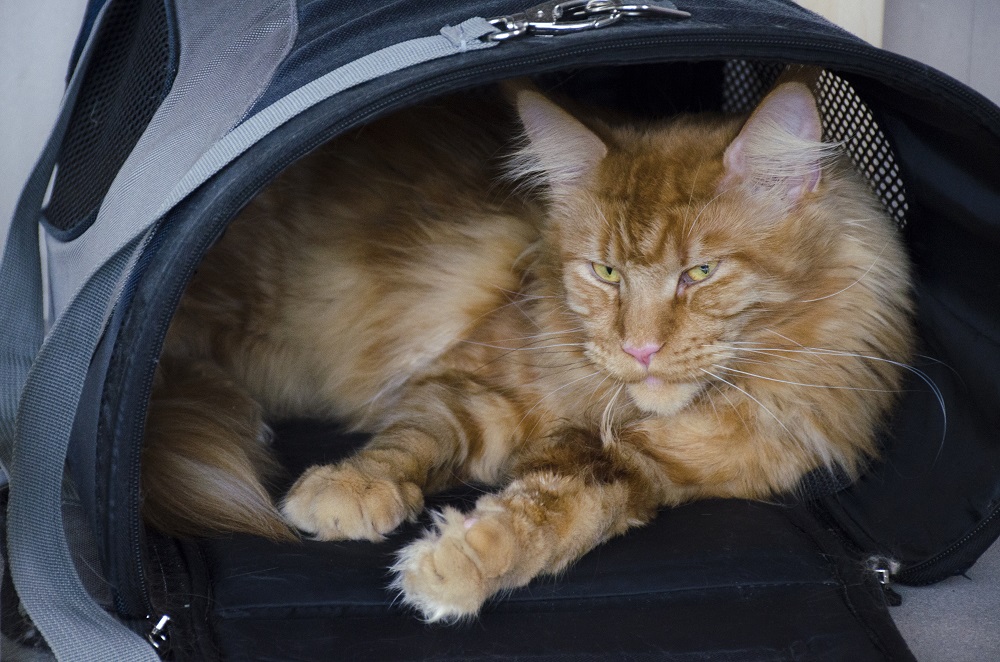 Best Cat Carriers for 2021 Complete Buyer’s Guide