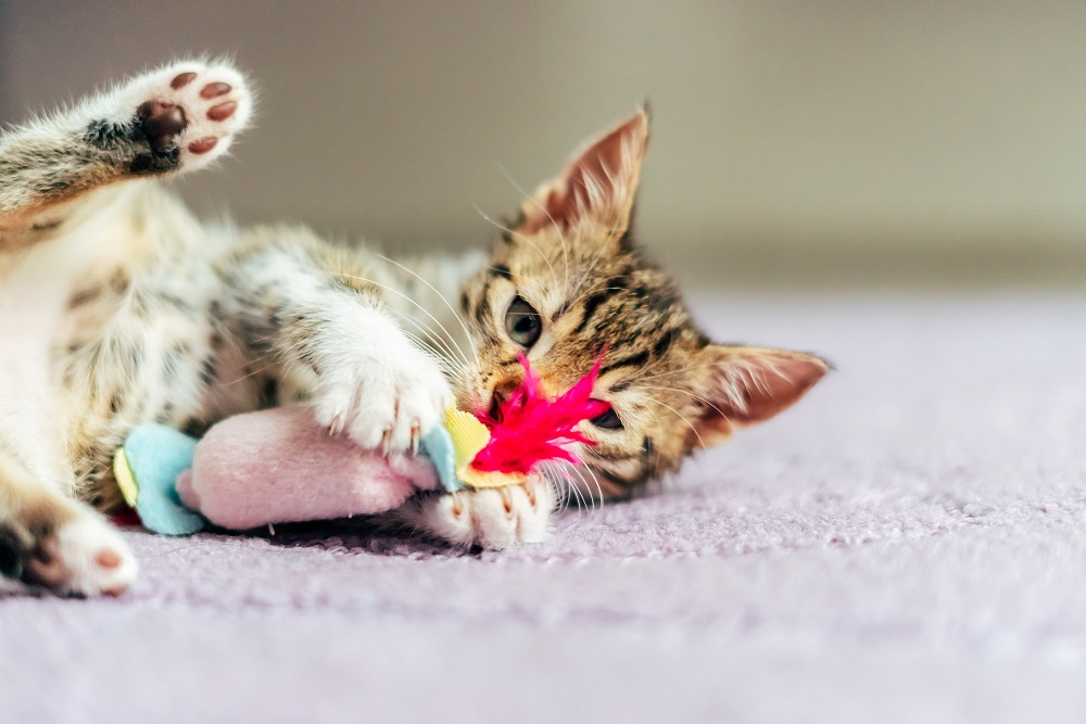 Safe Cat Toys for Kitten Ages 4 Weeks & Up