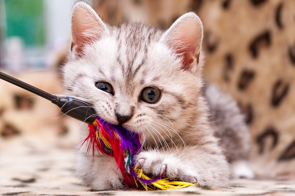 Safe Cat Toys for Kitten Ages 4 Weeks & Up