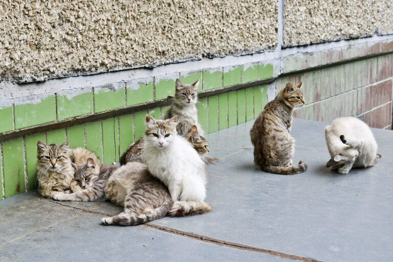 How to Keep Cats Out of Your Yard