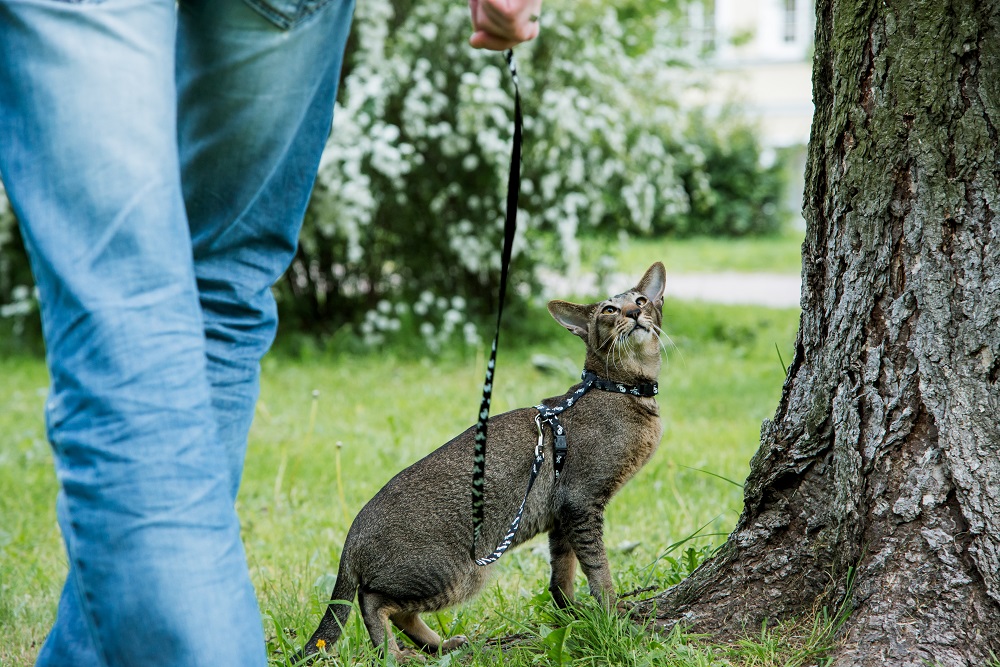 How to Harness Train Your Cat in Just a Few Weeks