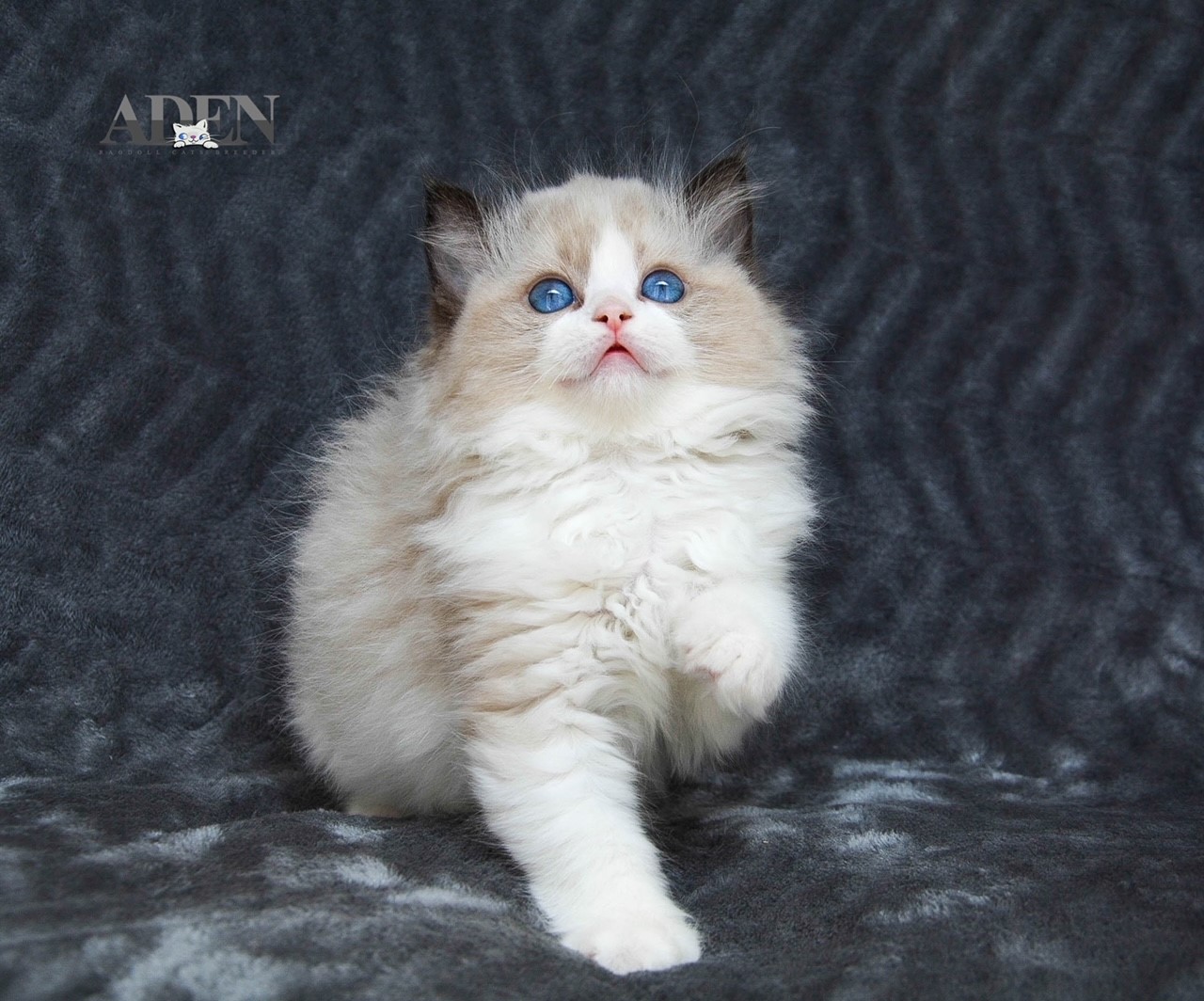 Ragdoll Cat Breeders sites