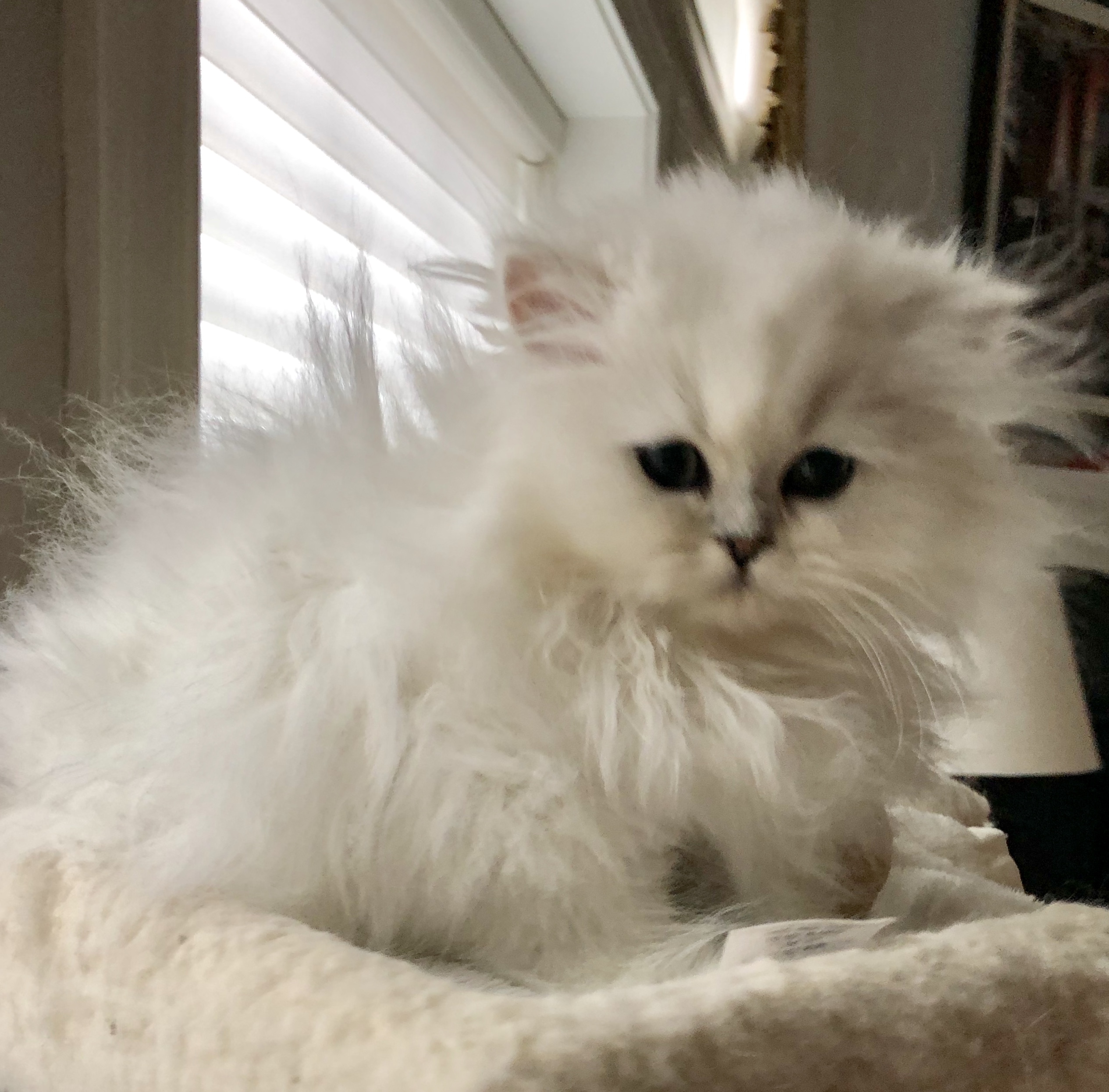 Persian Cat Breeders sites