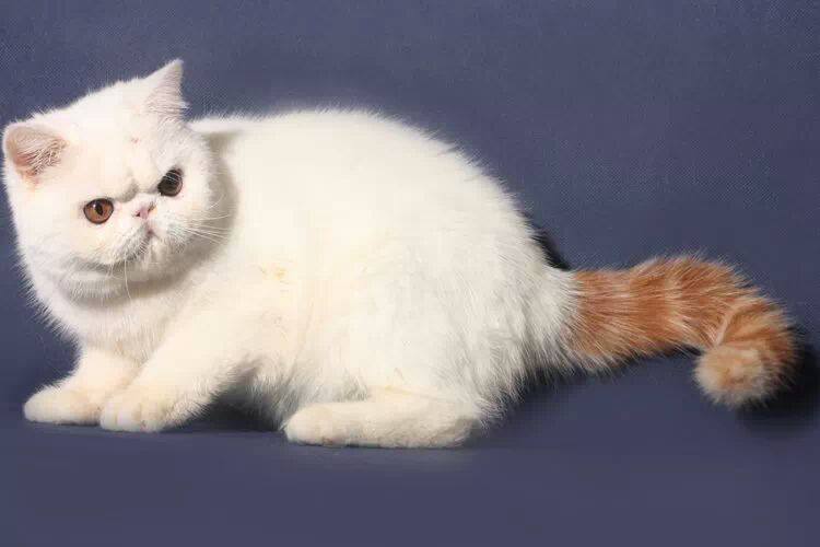 Exotic Shorthair Cat Breeders Alabama