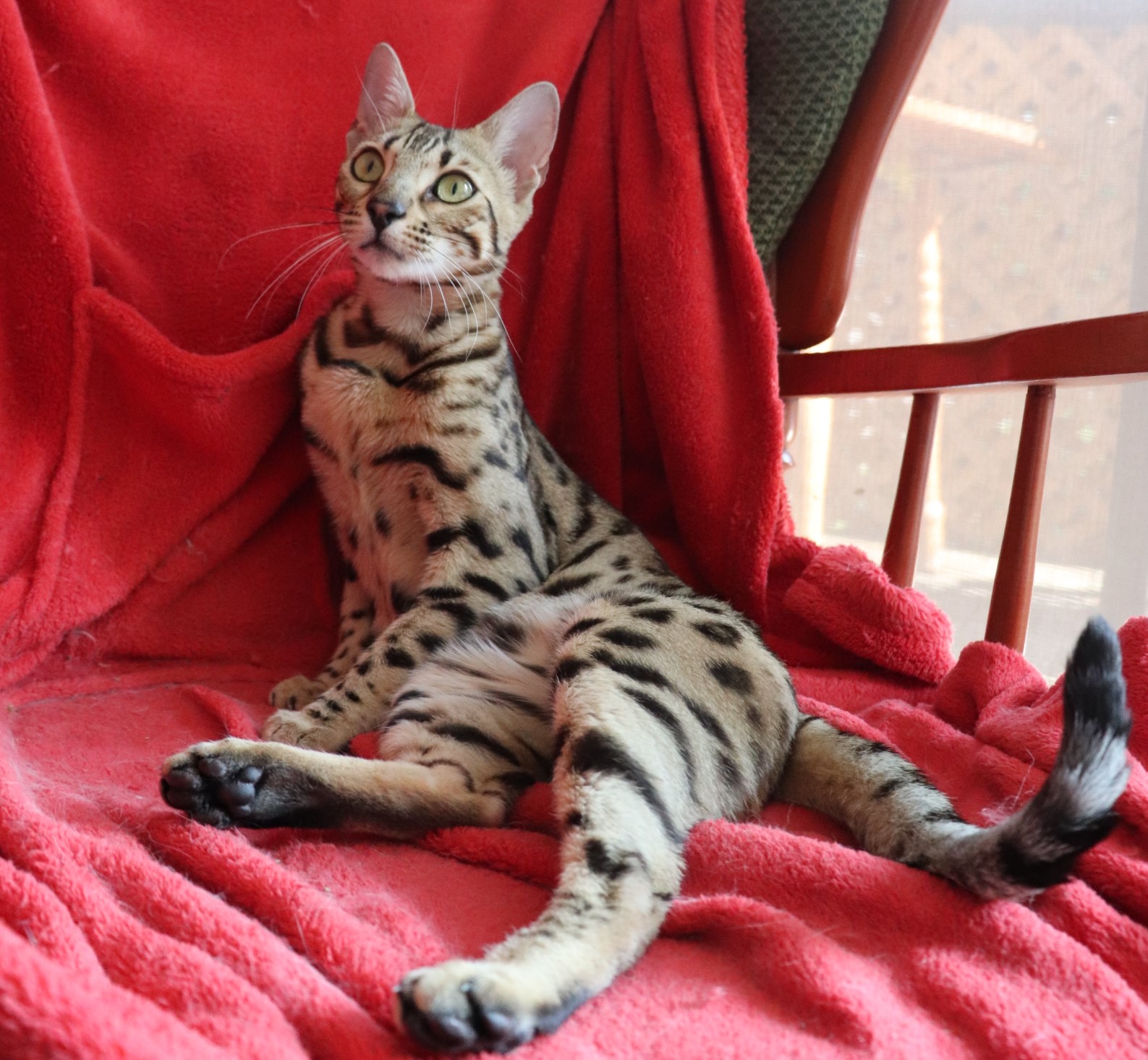 British Columbia Cat & Kitten sites