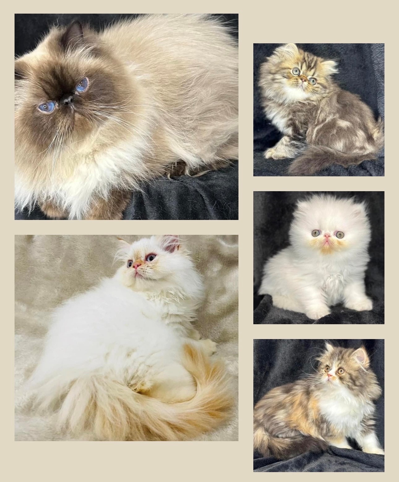 Persian Cat Breeders sites