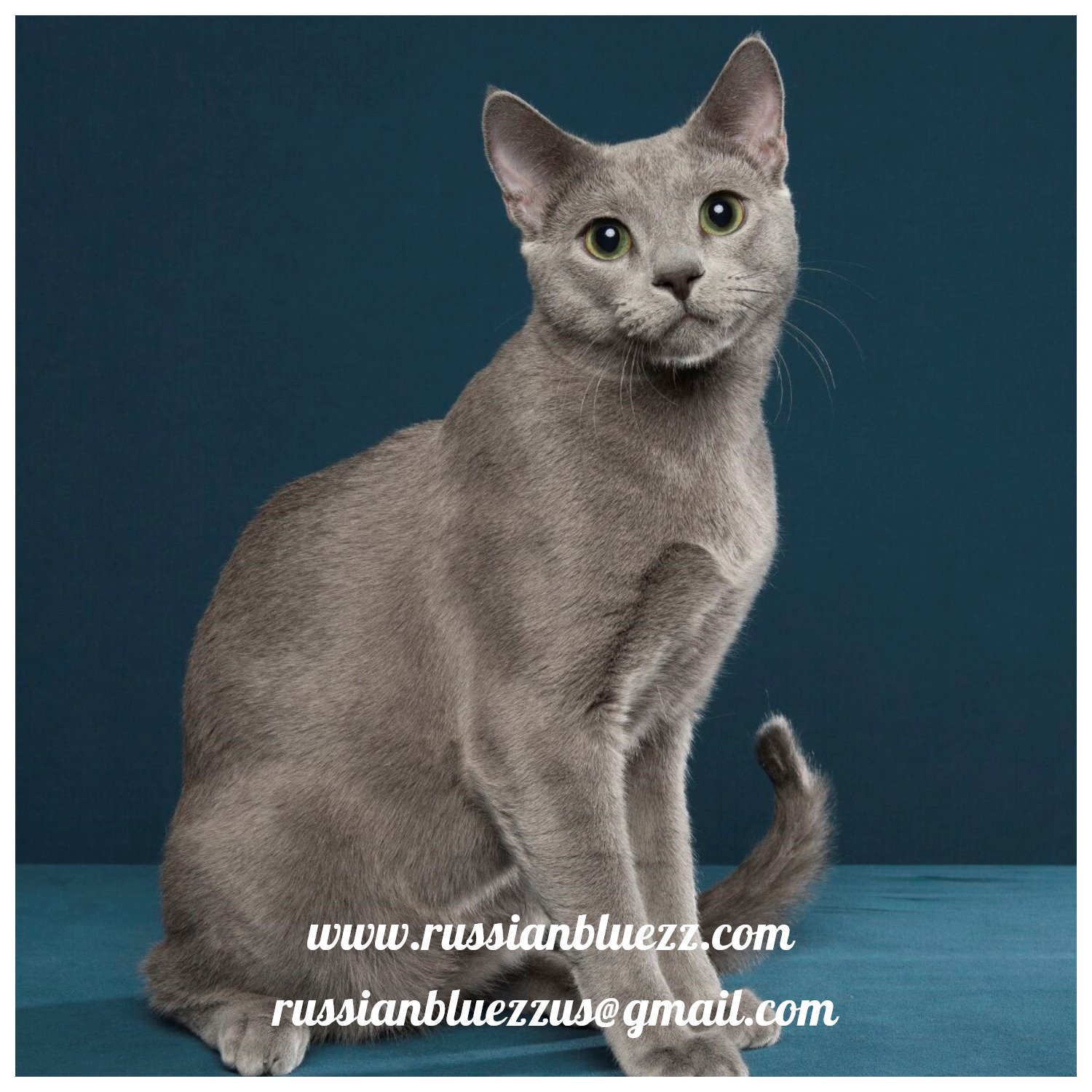 Russian Blue Cat Breeders sites
