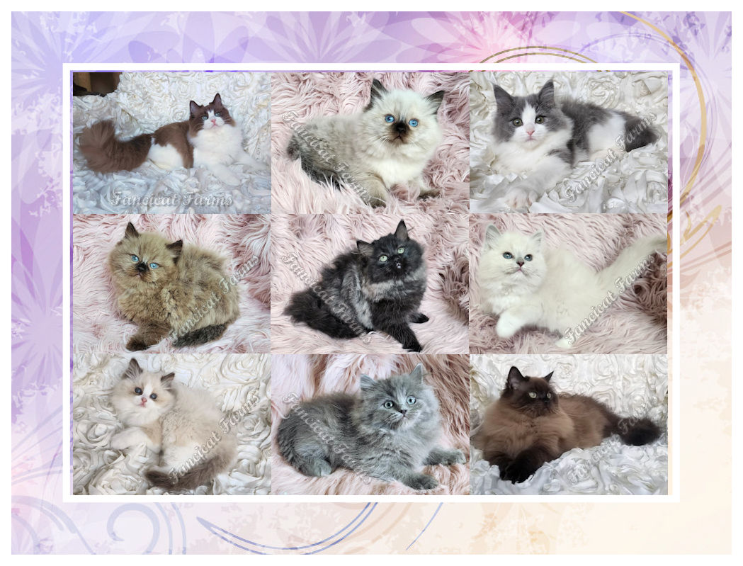Alabama Cat Breeders sites