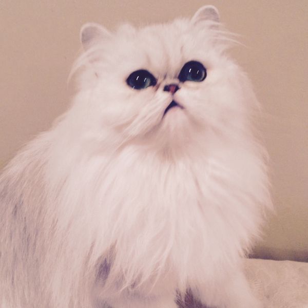 Persian Cat Breeders California