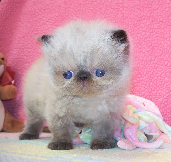 Himalayan Cat Breeders Illinois