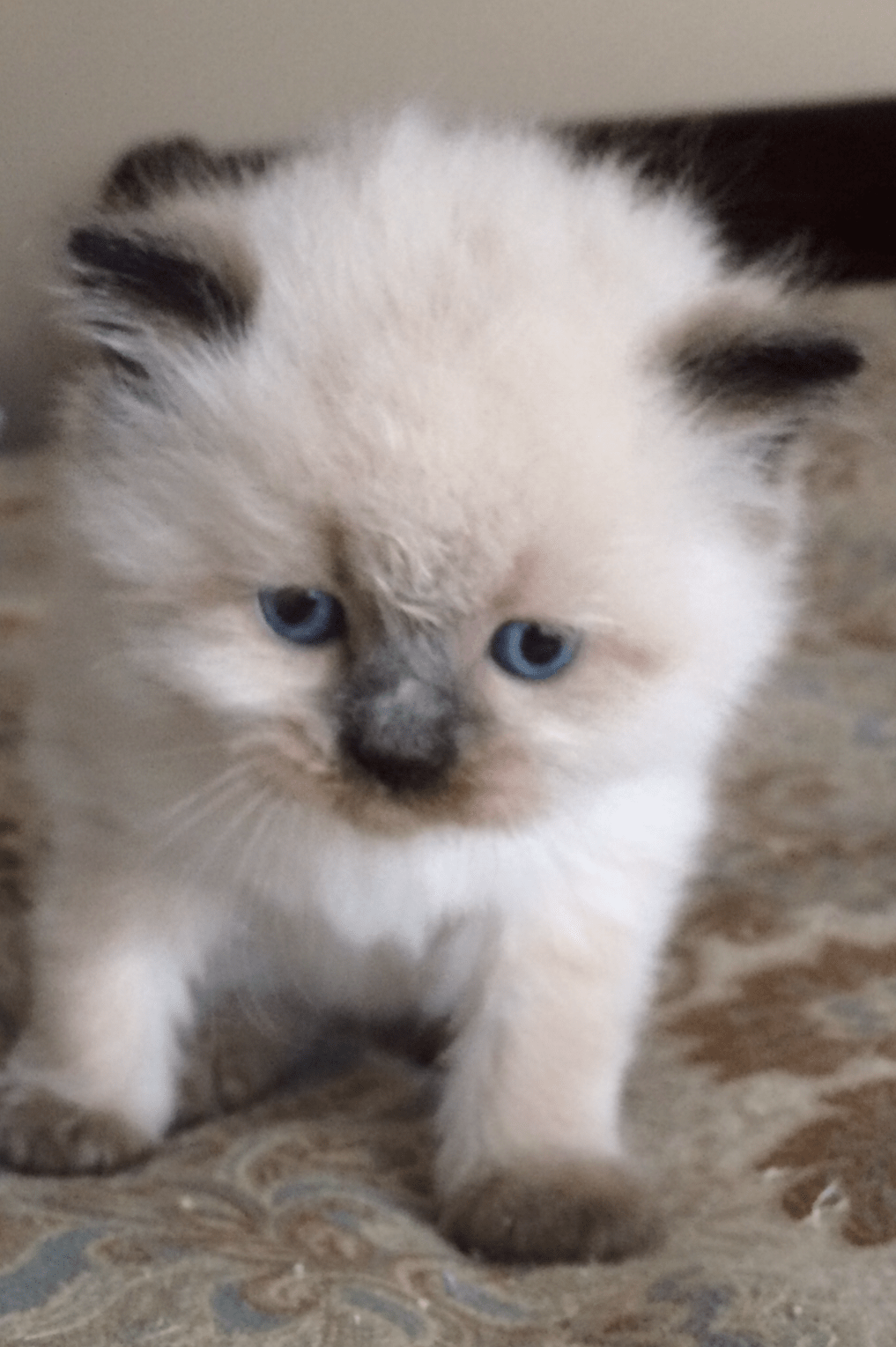 Attending Himalayan Kitten Long Island Can Be A Disaster If You