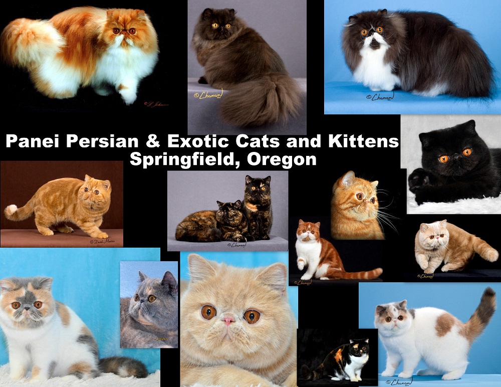 Persian Cat Breeders Oregon