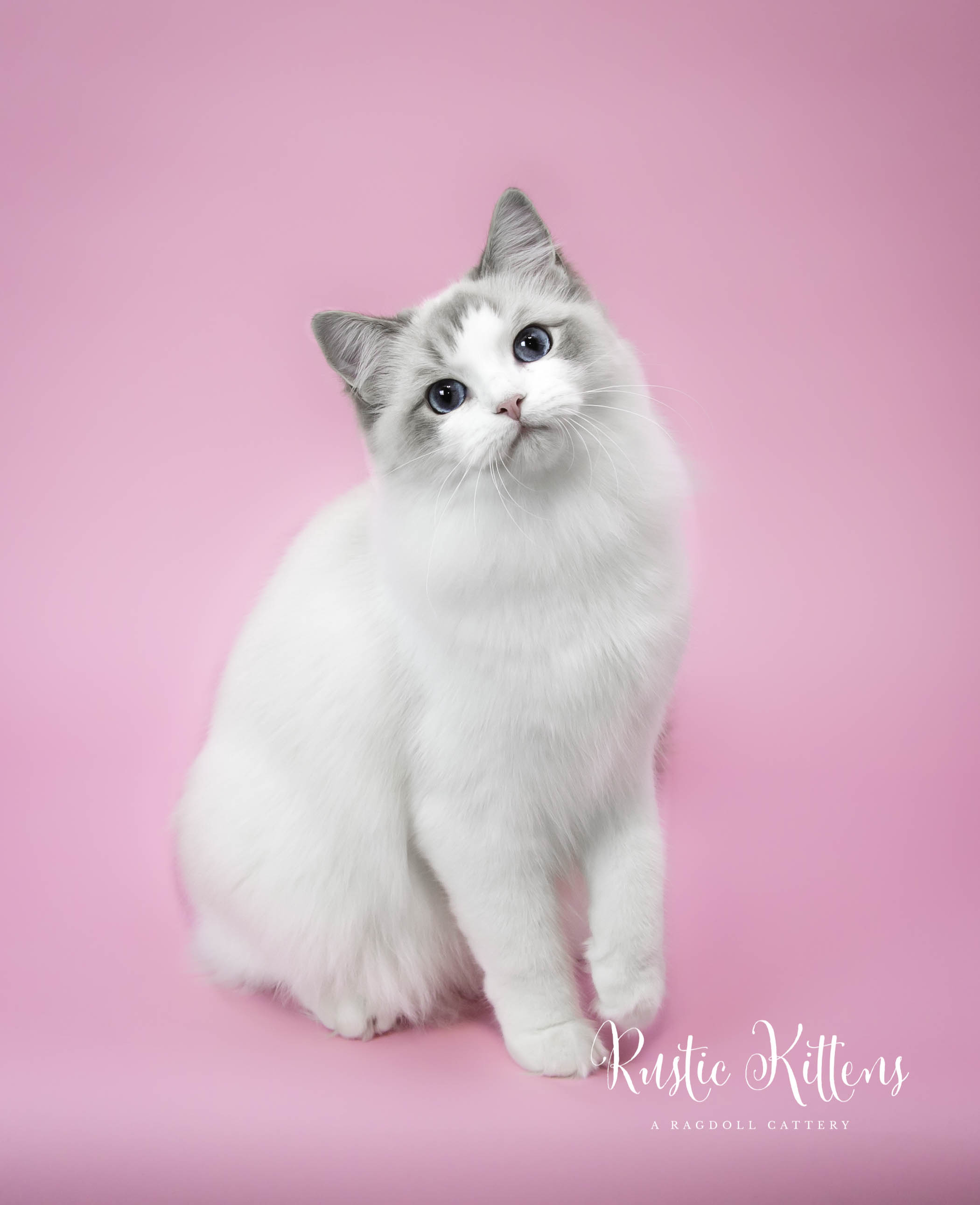 59 HQ Pictures Ragdoll Cat Rescue / Ragdoll Cat Adoption Dusty