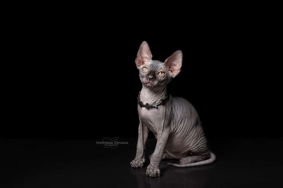 Sphynx Cat Breeders Texas