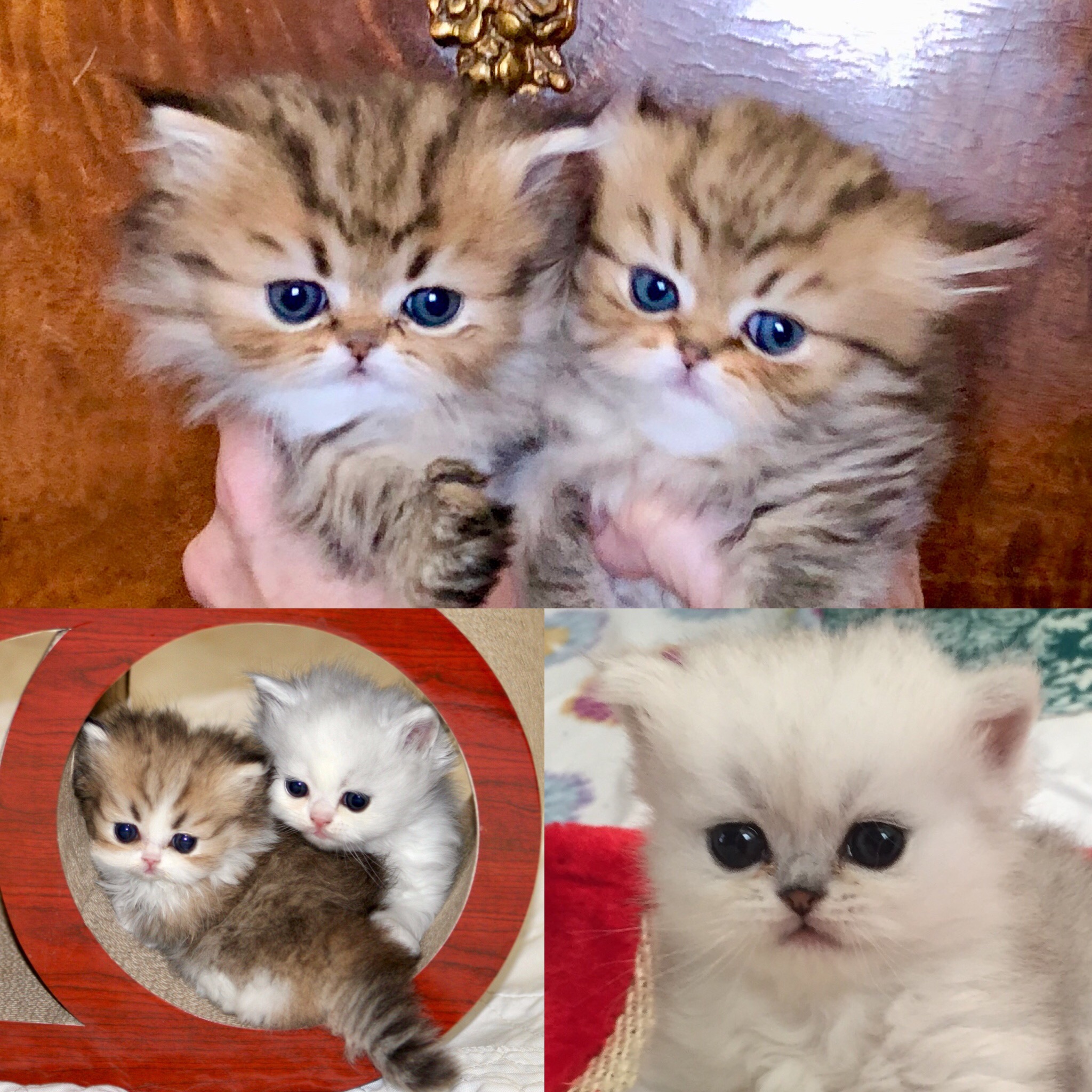 Minuet / Napoleon Cat Breeders Kansas