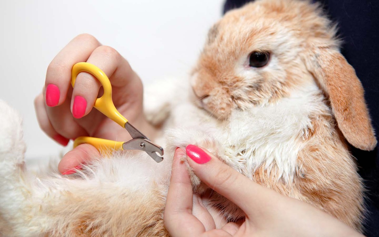 Professional Rabbit Grooming Services Dubai Kitty Zone