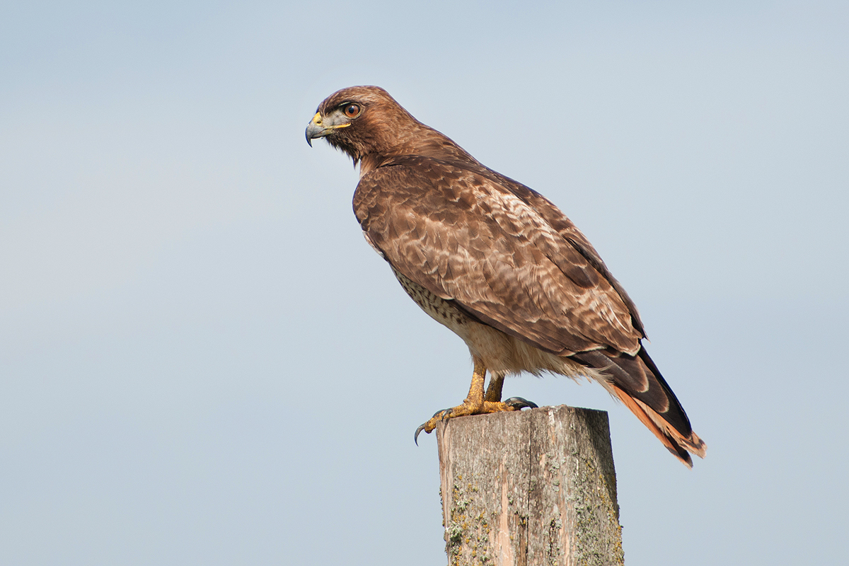 Redtailed Hawk Bird Light Wind