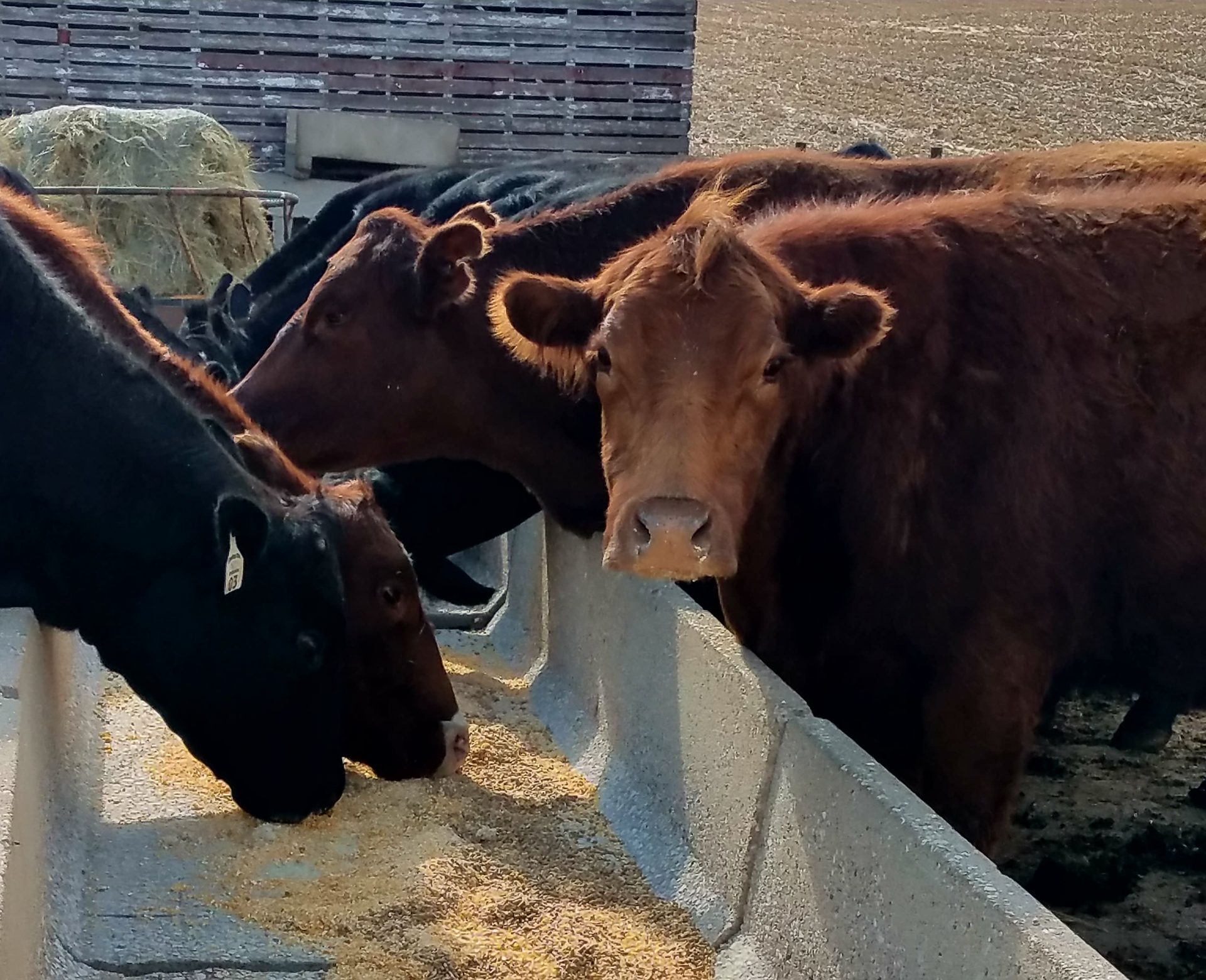 Expert Walmart Investing In Beef Plant Is 'Seismic' Move In The Cattle