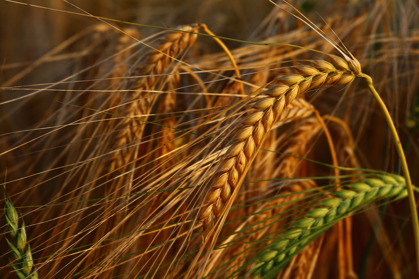 Gluten Was es ist, Beschwerden & Unverträglichkeit kiweno