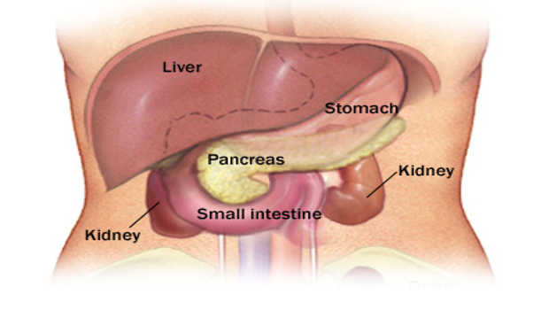 Human Body Diagram Liver Kidney Human Anatomy