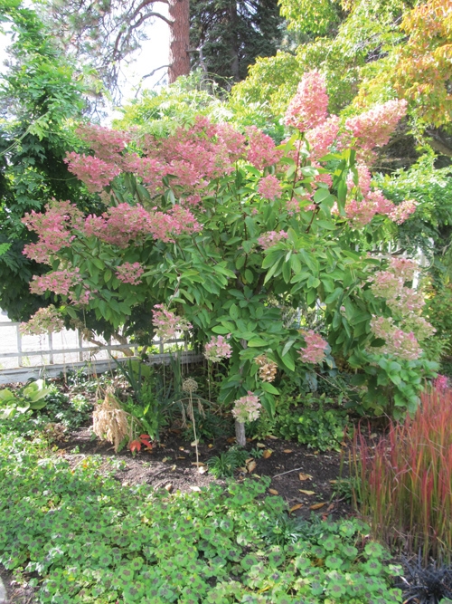 pink diamond hydrangea tree canada Margurite Morrill