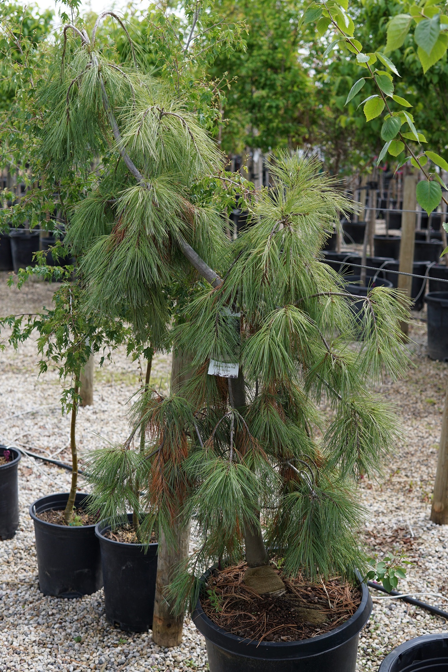 Weeping White Pine • Kiwi Nurseries Ltd