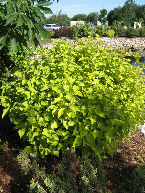 Prairie Fire Dogwood • Kiwi Nurseries Ltd