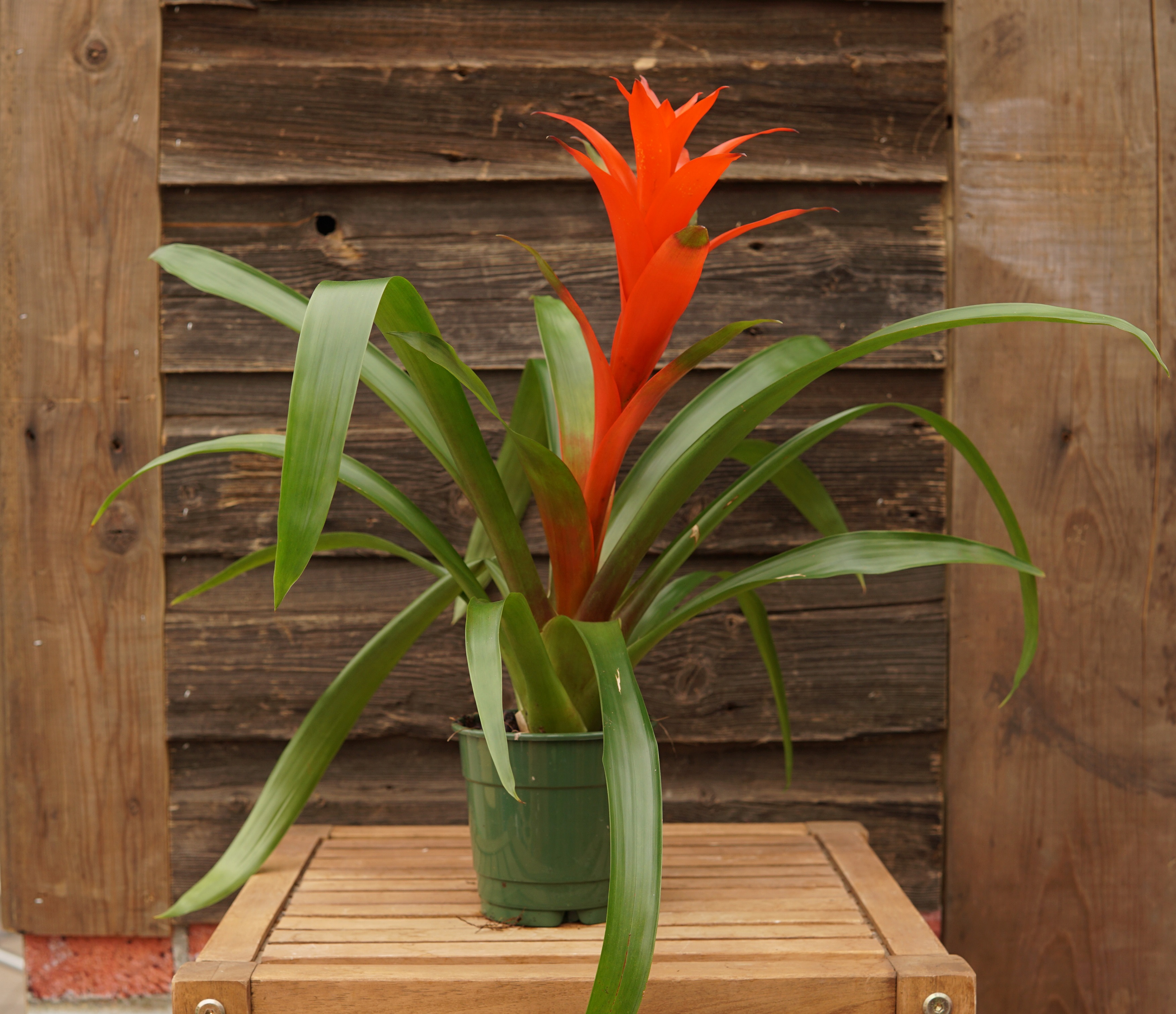 Bromeliad • Kiwi Nurseries Ltd
