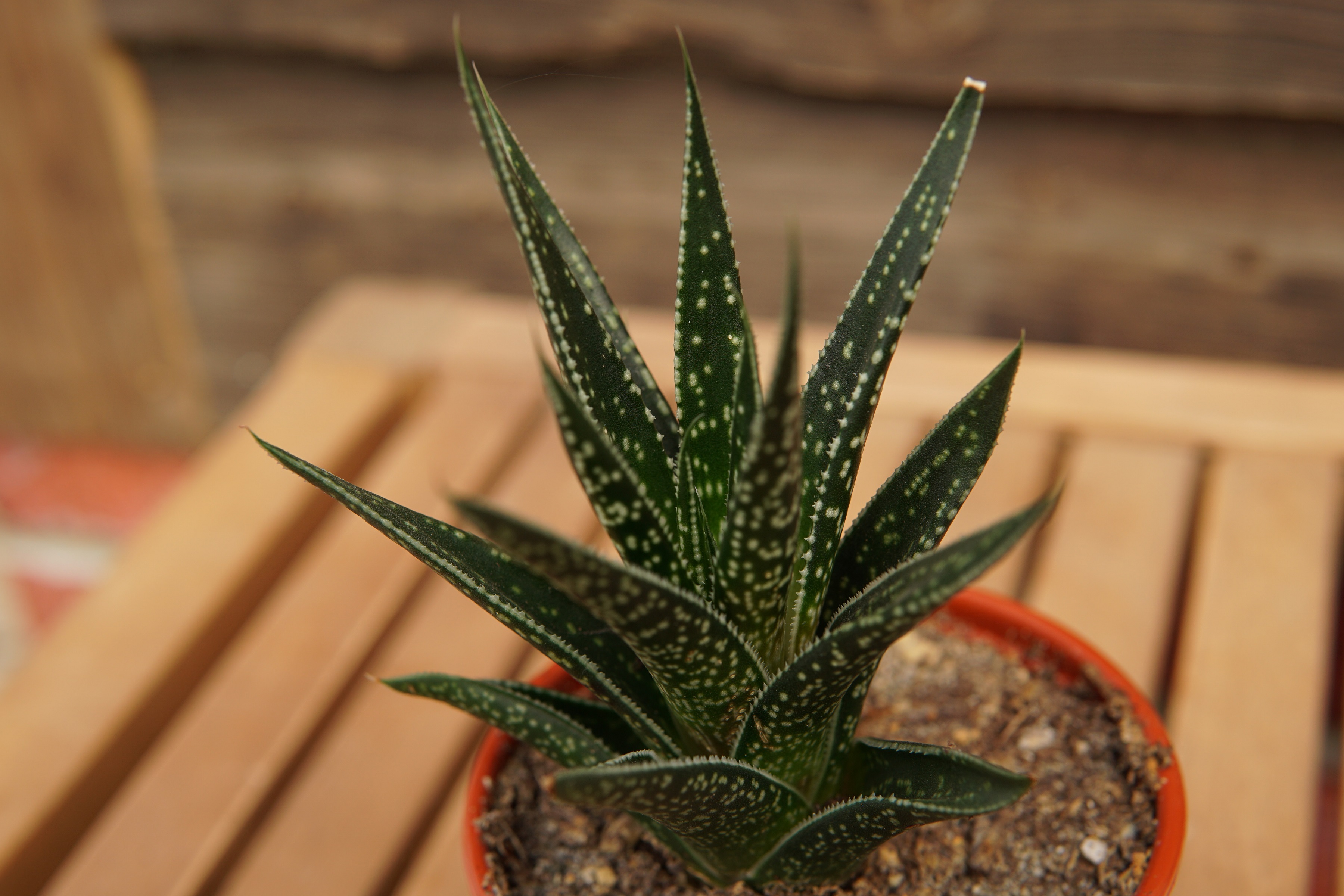 Zebra Cactus • Kiwi Nurseries Ltd
