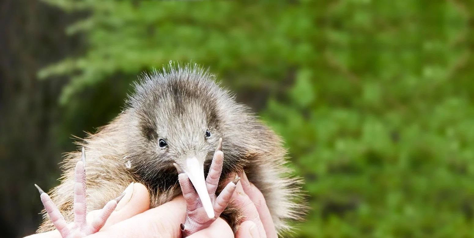 Der Kiwi Vogel Neuseelands kleiner Federball (+ Video)